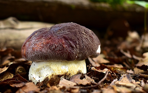 hríb sosnový Boletus pinophilus Pil. et Dermek in Pil.