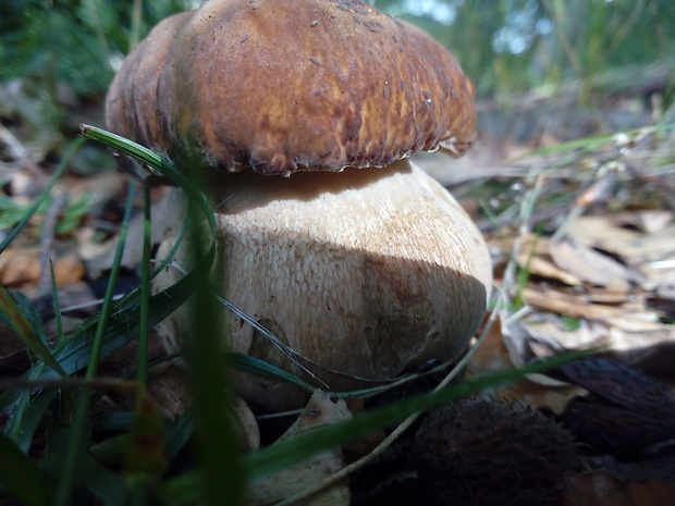 hríb Boletus sp.