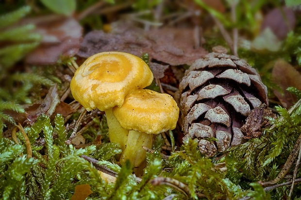 kuriatko jedlé Cantharellus cibarius Fr.