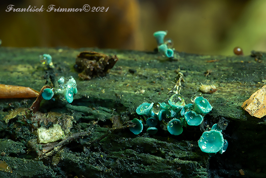 zelenica Chlorociboria sp.