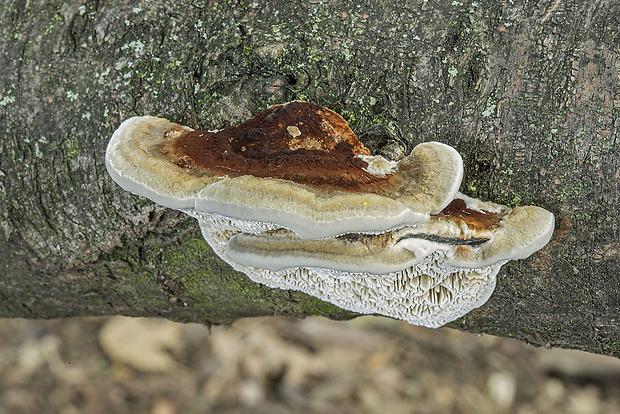 sieťkovček červenkastý Daedaleopsis confragosa (Bolton) J. Schröt.