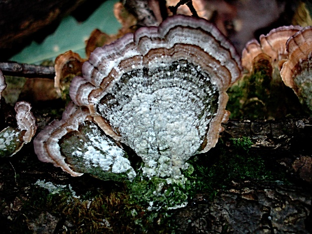 sieťkovček trojfarebný Daedaleopsis tricolor (Bull.) Bondartsev & Singer