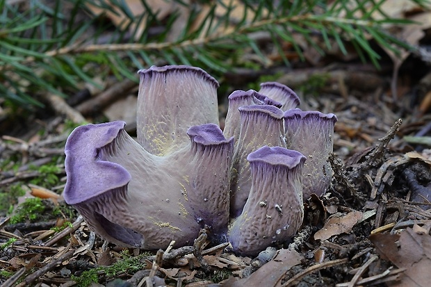 lievikovec kyjakovitý Gomphus clavatus (Pers.) Gray