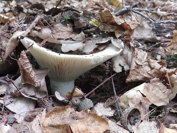 rýdzik korenistý Lactarius piperatus (L.) Pers.