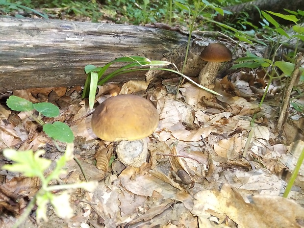 kozák hrabový Leccinum pseudoscabrum (Kallenb.) Šutara