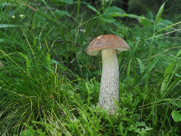 kozák brezový Leccinum scabrum (Bull.) Gray