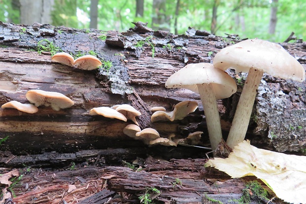 húževnatček medvedí + štítovka  Lentinellus ursinus + Pluteus sp.  (Fr.) Kühner