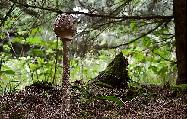 bedľa vysoká Macrolepiota procera (Scop.) Singer