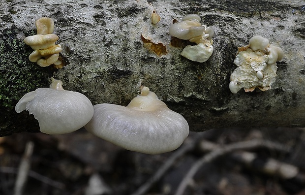 hliva závojová Pleurotus calyptratus (Lindblad ex Fr.) Sacc.