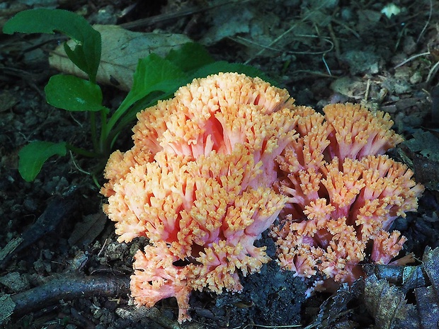 strapačka lososovoružová Ramaria subbotrytis (Coker) Corner