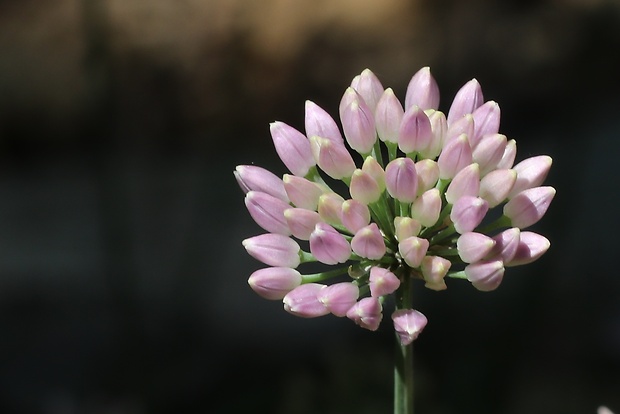 cesnak sivkastý horský Allium senescens subsp. montanum (Fr.) Holub