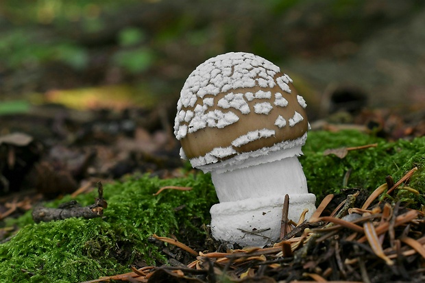 muchotrávka tigrovaná Amanita pantherina (DC.) Krombh.