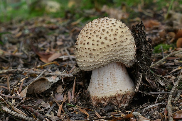 muchotrávka červenkastá Amanita rubescens Pers.