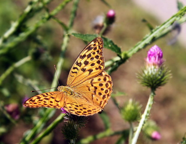 perlovec striebristopásavý Argynnis paphia