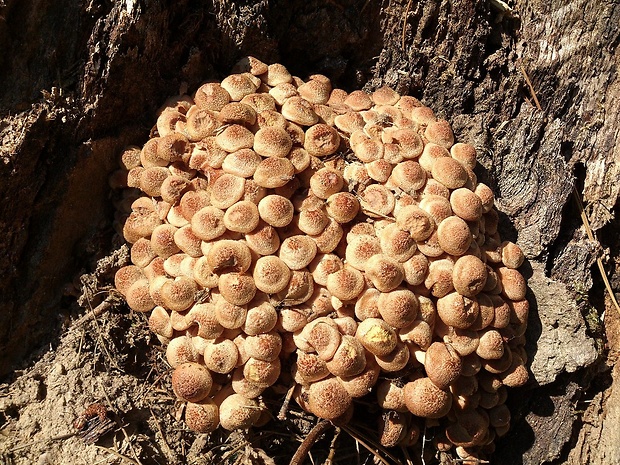 podpňovka bezprsteňová Armillaria socialis (DC.) Fayod