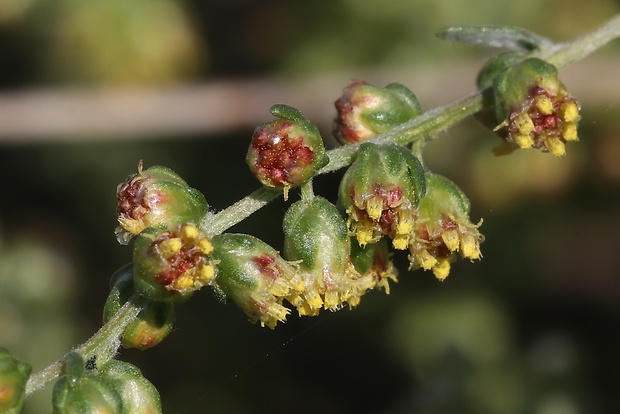 palina poľná Artemisia campestris L.