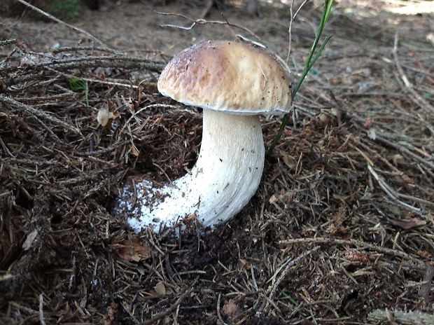 hríb smrekový Boletus edulis Bull.