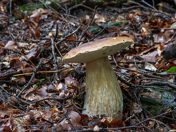 hríb smrekový Boletus edulis Bull.