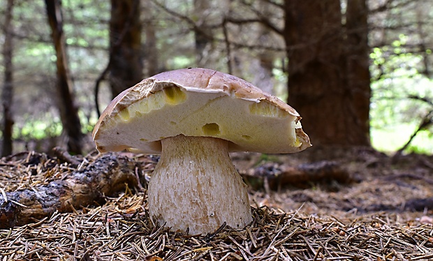 hríb smrekový Boletus edulis Bull.