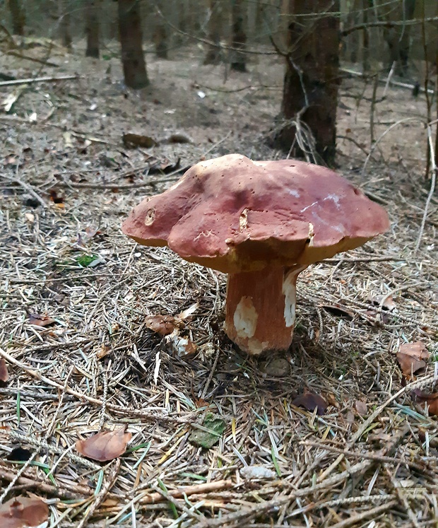 hríb sosnový Boletus pinophilus Pil. et Dermek in Pil.