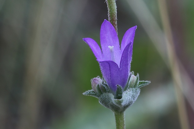 zvonček klbkatý Campanula glomerata agg. L.