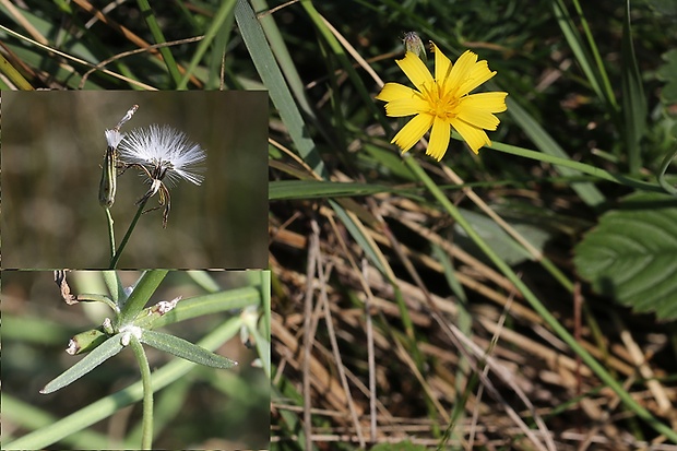 chondrila prútnatá Chondrilla juncea L.