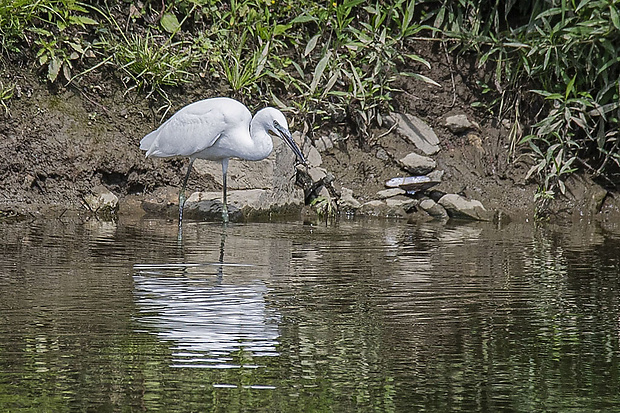 volavka striebristá  Egretta garzetta