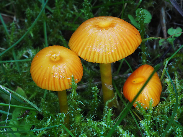 lúčnica blednúca Hygrocybe insipida (J.E. Lange ex S. Lundell) M.M. Moser