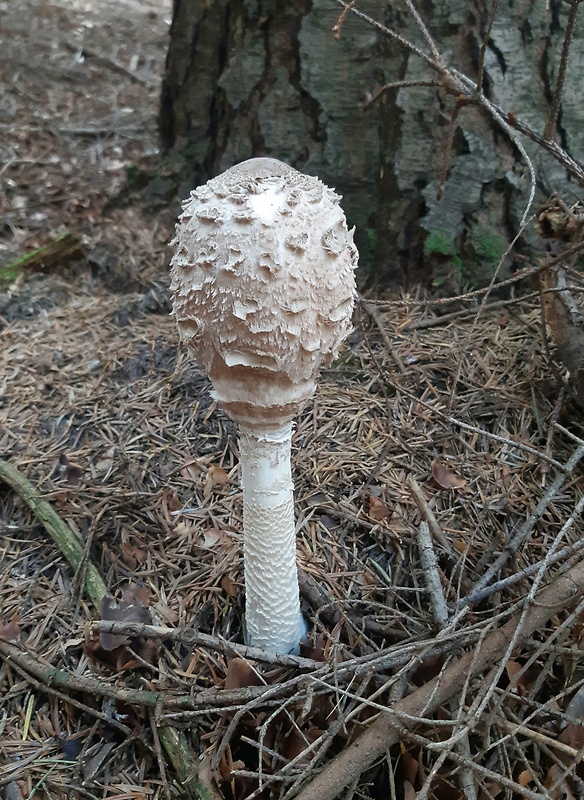 bedľa vysoká Macrolepiota procera (Scop.) Singer