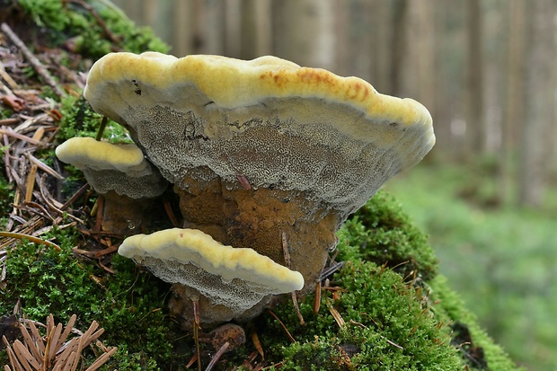 hnedák Schweinitzov Phaeolus schweinitzii (Fr.) Pat.