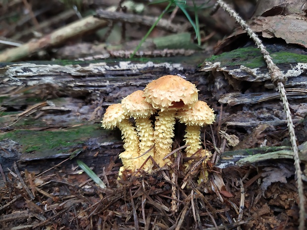 šupinovka ohnivá Pholiota flammans (Batsch) P. Kumm.