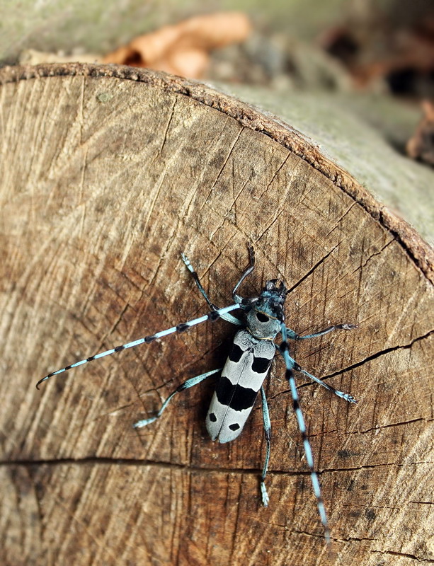 fúzač alpský Rosalia alpina