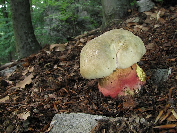 hríb satanský Rubroboletus satanas f. satanas (Lenz) Kuan Zhao & Zhu L. Yang