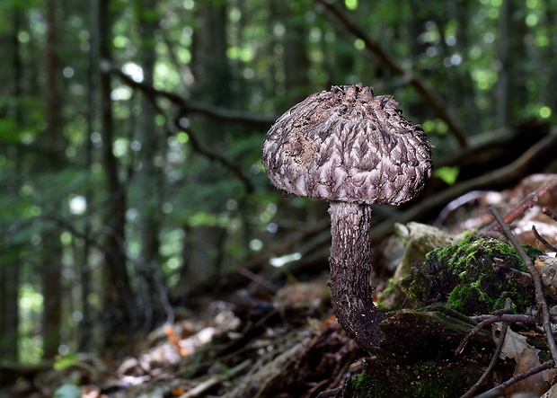 šiškovec šupinatý Strobilomyces strobilaceus (Scop.) Berk.