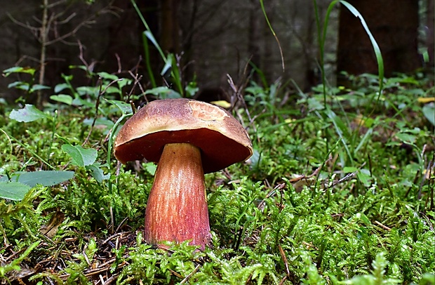 hríb zrnitohlúbikový Sutorius luridiformis (Rostk.) G. Wu & Zhu L. Yang