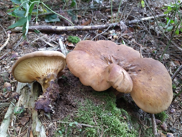 čechračka tmavohlúbiková Tapinella atrotomentosa (Batsch) Šutara