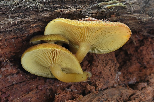 čírovec ozdobný Tricholomopsis decora (Fr.) Singer