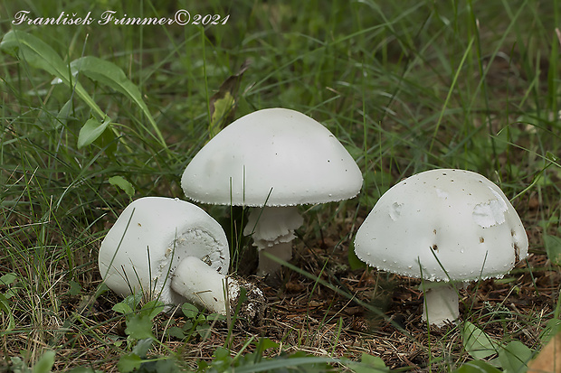 pečiarka ovčia Agaricus arvensis Schaeff.