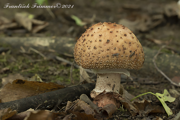 muchotrávka červenkastá Amanita rubescens Pers.