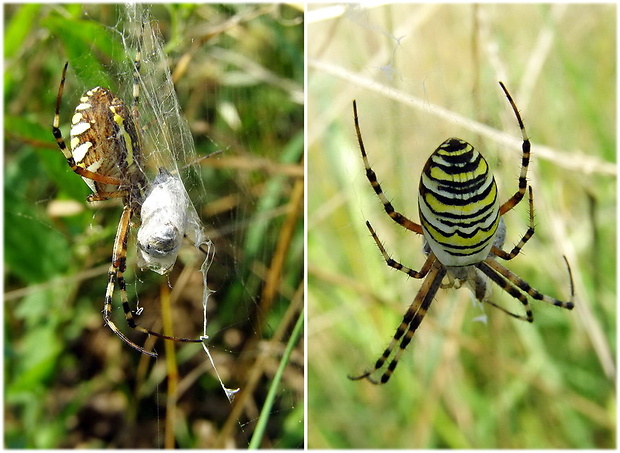 križiak pásavý Argiope bruennichi