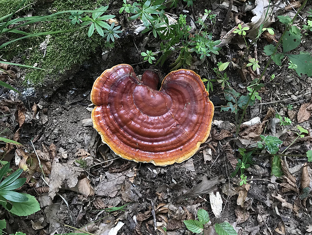 lesklokôrovka Ganoderma sp.