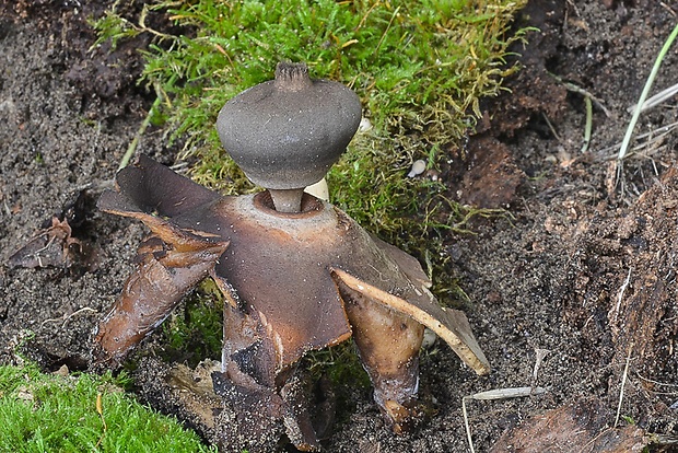 hviezdovka klenbová Geastrum fornicatum (Huds.) Hook.