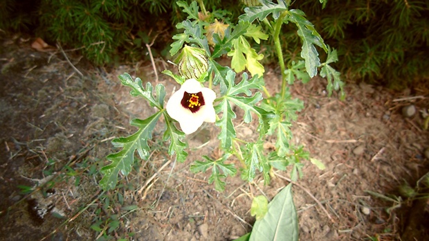 ibištek trojdielny Hibiscus trionum L.