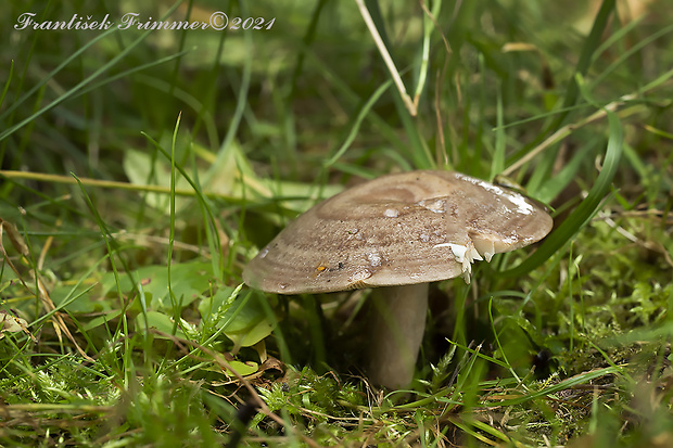 rýdzik kruhovaný Lactarius circellatus Fr.