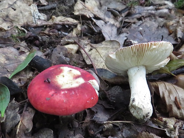 plávka úhľadná Russula rosea Pers.