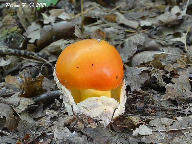 muchotrávka cisárska Amanita caesarea (Scop.) Pers.