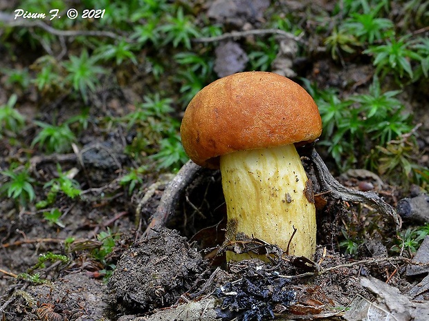 suchohríb moravský Aureoboletus moravicus (Vaček) Klofac