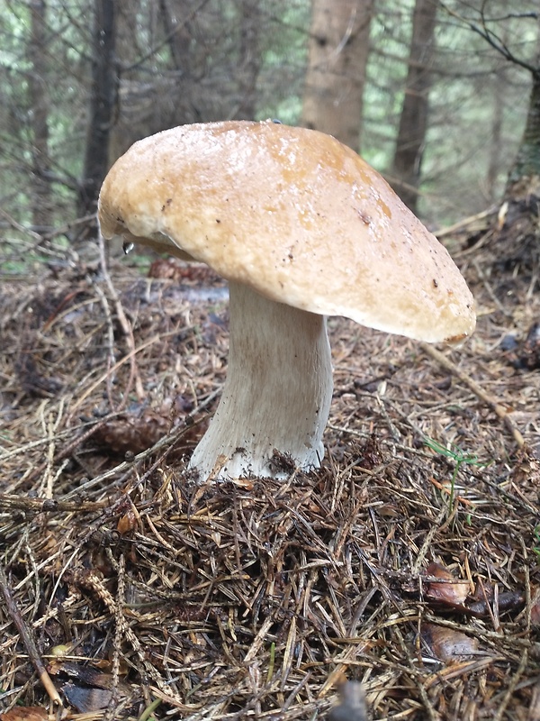 hríb smrekový Boletus edulis Bull.