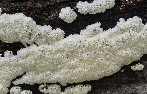 rohačka kríčkovitá v. pórovitá Ceratiomyxa fruticulosa var. porioides