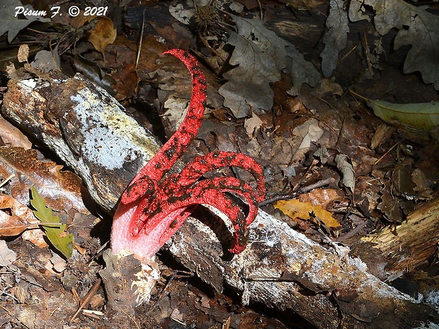 mrežovka kvetovitá Clathrus archeri (Berk.) Dring